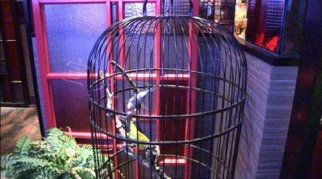 查厘士餐厅被曝“老鼠爬来爬去”，徐汇市场监管已立案调查