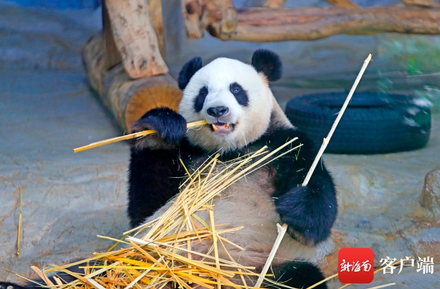 大熊猫被宠成“小胖墩” 海南热带野生动植物园启动减肥计划