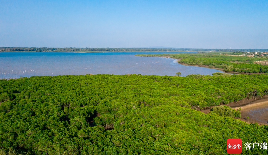 瞰海南丨红树成林！海南新盈红树林国家湿地候鸟成群