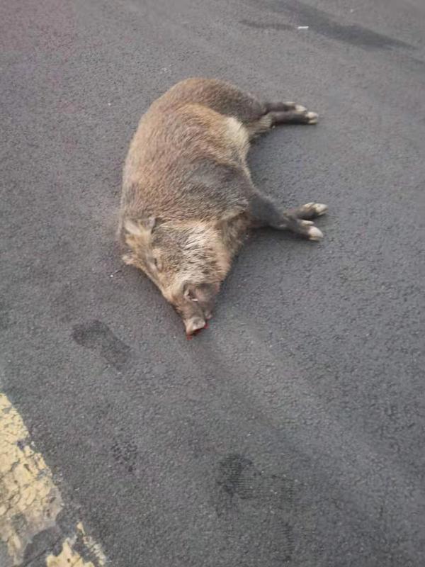 突遇野猪横穿高速公路  他一连串刹车救了家人