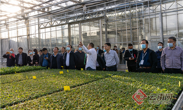 在这个全国性的会议期间，昆明晋宁花卉产业获点赞