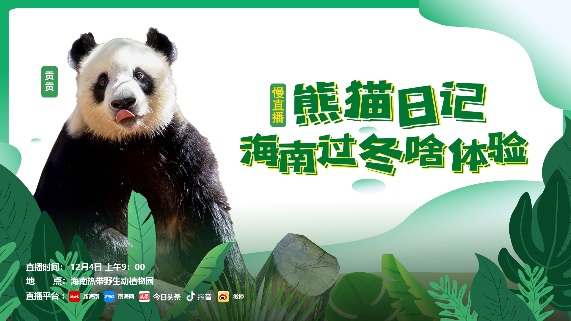 慢直播预告｜明早9点，带您看“熊猫在海南过冬”的惬意生活