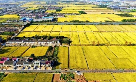 全市农业用水节约10％！上海农业水价综合改革收官 ：204万亩农田全面完成