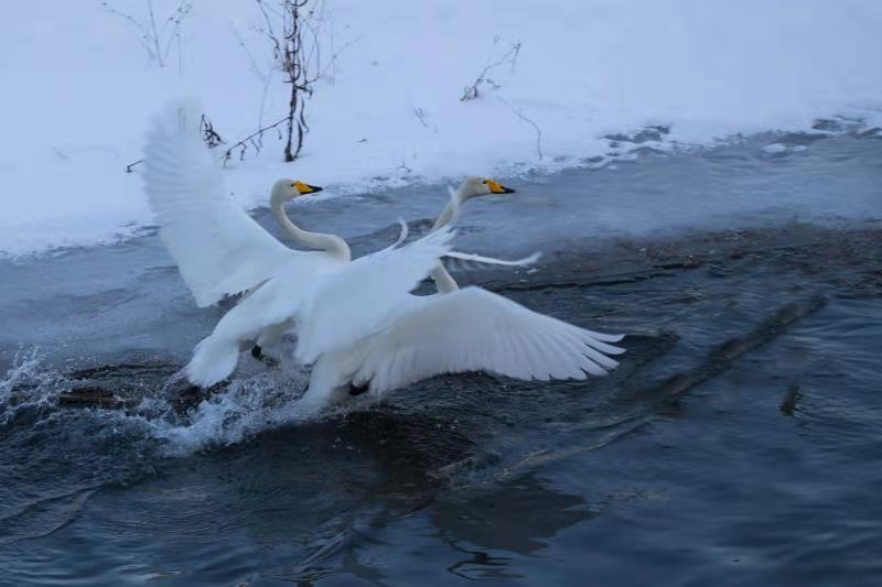 鹅鹅鹅古诗的意思是 00302913864_9398fe79.jpg