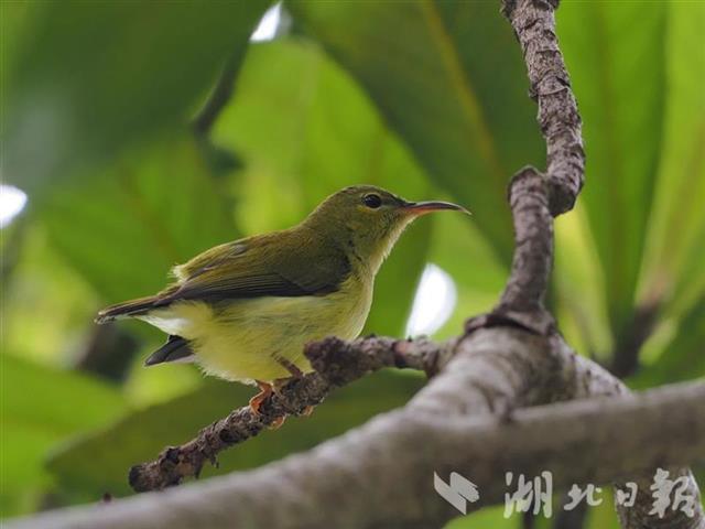 武汉诞生第420个鸟类新纪录！叉尾太阳鸟现身植物园