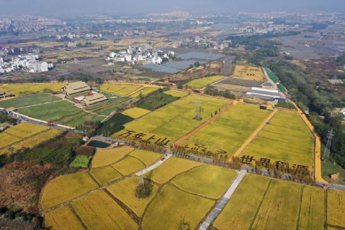 “世界最早稻作”遗址发现，要从一次“越界”说起