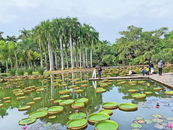 西双版纳热带植物园科研成果引人瞩目