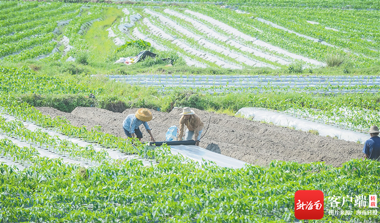 琼海围绕“三增”目标 助推热带特色高效农业提质升级