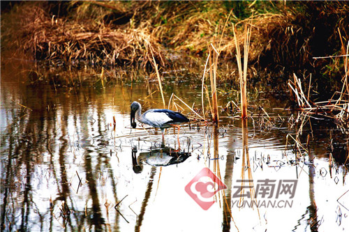 云南沾益：海峰湿地生态持续好转 吸引大批候鸟逐水栖居
