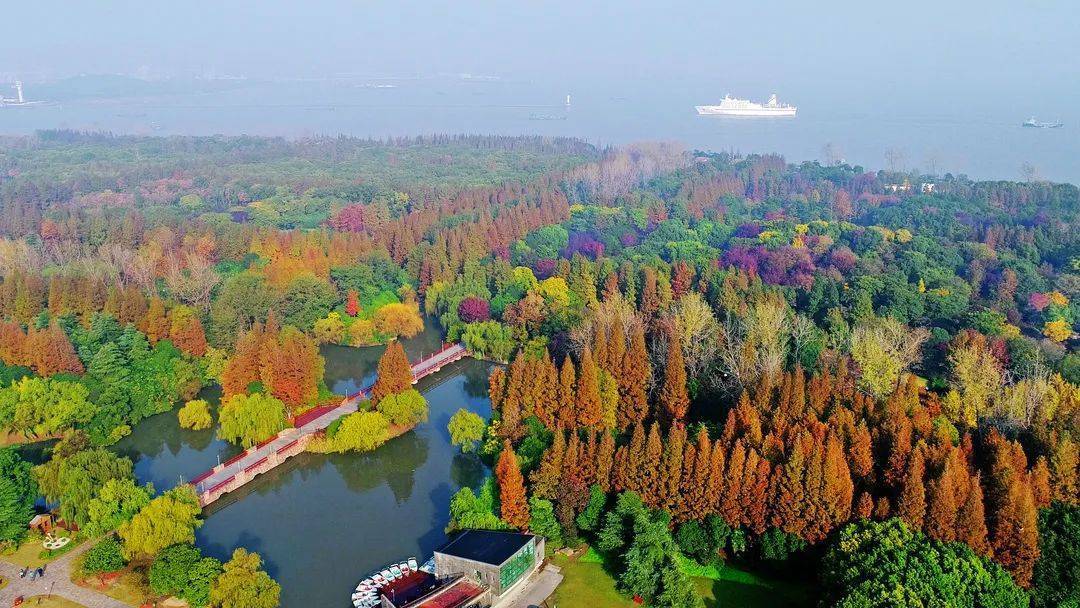 上海一周区情： 展望“十四五”各区绘蓝图 红杉银杏冬日风景温暖申城