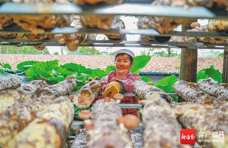 琼中营根镇加钗农场生态产业园：小蘑菇撑起“致富伞”