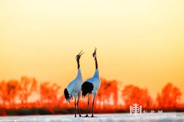 扎龙生态旅游区被列入国家5A级旅游景区创建名单