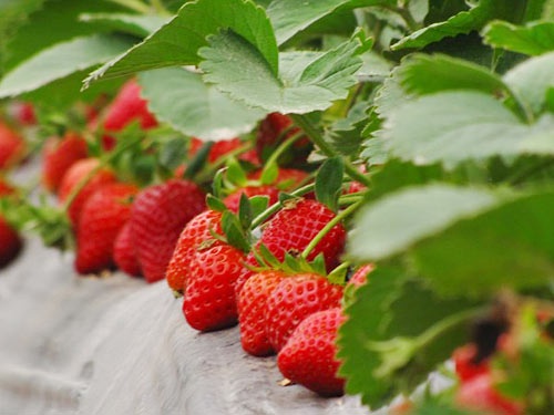 为您解密草莓好吃的秘密之改良土壤技术