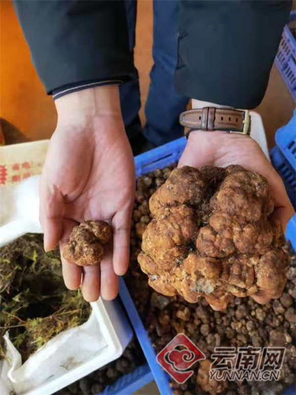 净重635克！中国最大白松露亮相云南木水花野生菌市场