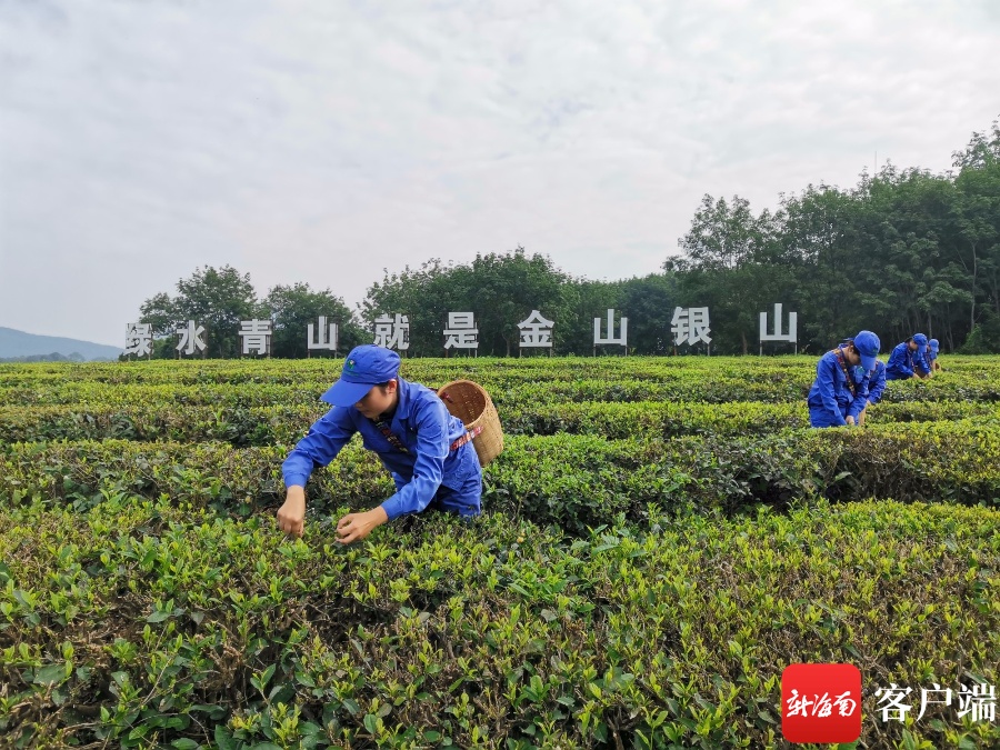 “开门红”！海垦茶业集团2021年早春茶获千万元订单
