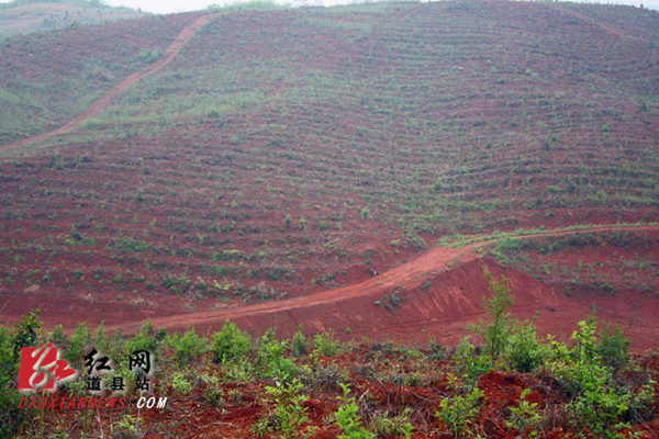 道县：注重油茶管护 累计新造油茶基地14.7万亩