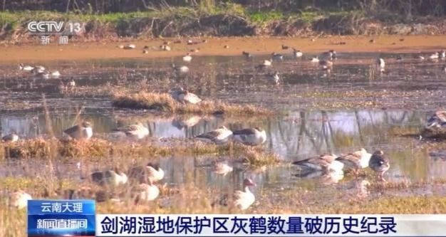 3万只越冬候鸟飞抵云南大理 灰鹤数量破历史纪录