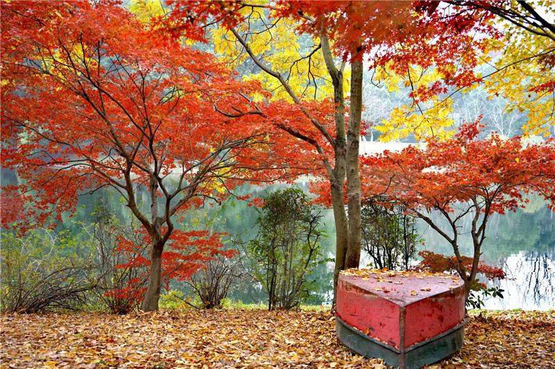 秋色如画层林浸染 共青森林公园进入最佳赏秋季
