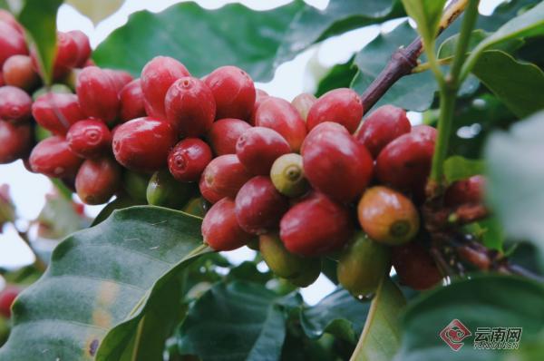 将“远山树林的味道”带给世界，云南咖啡未来可期