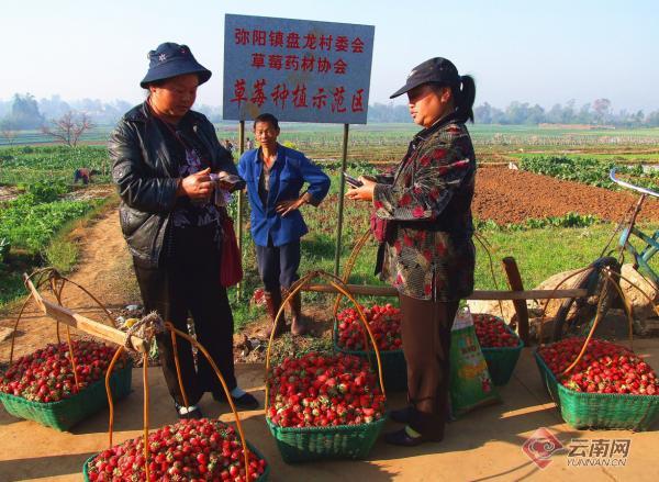 云南弥勒：小草莓成了红色“大产业”