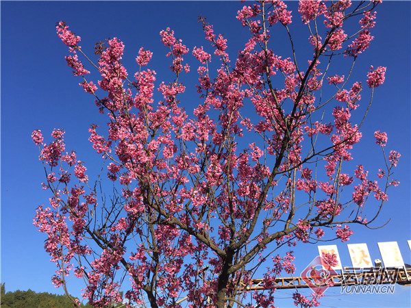 云南通海：樱花盛开扮靓产业园区
