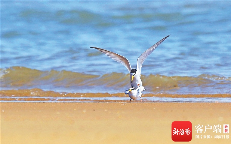 海南周刊丨海南观鸟人掠影:天涯观鸟不觉远