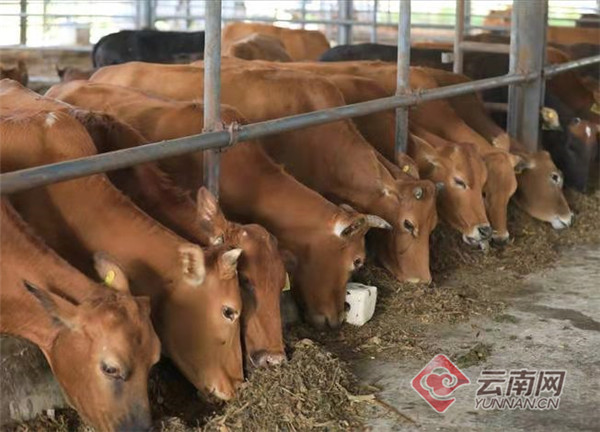云南景谷：加快肉牛产业发展 全力打造“一县一业”