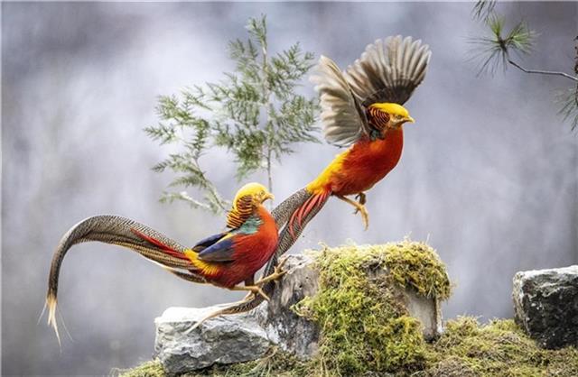 神农架林区共记录野生鸟类438种