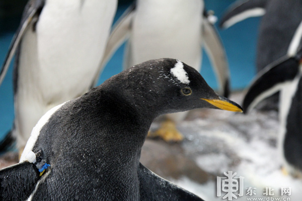 南极白眉企鹅成为冰城“永久居民”