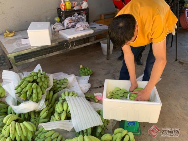 云南西盟：消费助农 群众的芭蕉销售不再“焦”