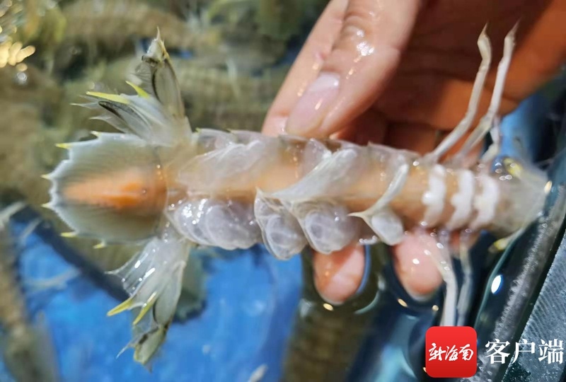 涉嫌造谣！老人嫌皮皮虾不好吃，称海口新埠岛海鲜大世界给虾注胶