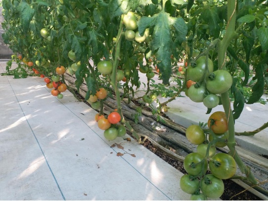 北京水果番茄产业呈现良好发展势头