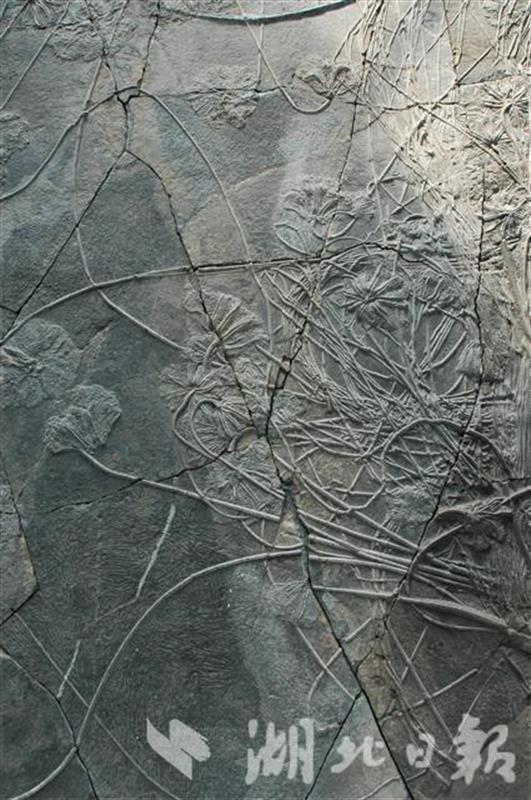 地大逸夫博物馆“镇馆之宝”：距今2.3亿年海百合化石