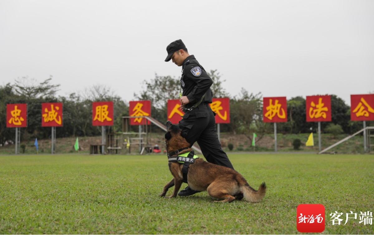 原创组图 | 萌萌哒！警察节里的海南警犬