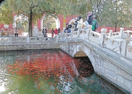 天气回暖 北京市民“三九观鱼”