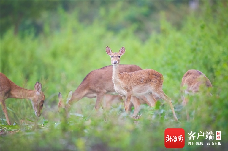 海南周刊｜守鹿人接力 海南坡鹿保护区重现“呦呦鹿鸣”