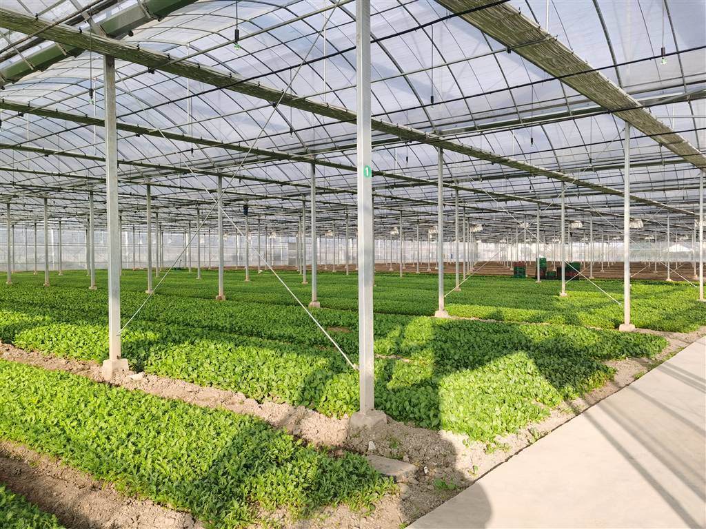 绿叶菜自给率达到80% 沪粮食“菜篮子”生产能力保持稳定