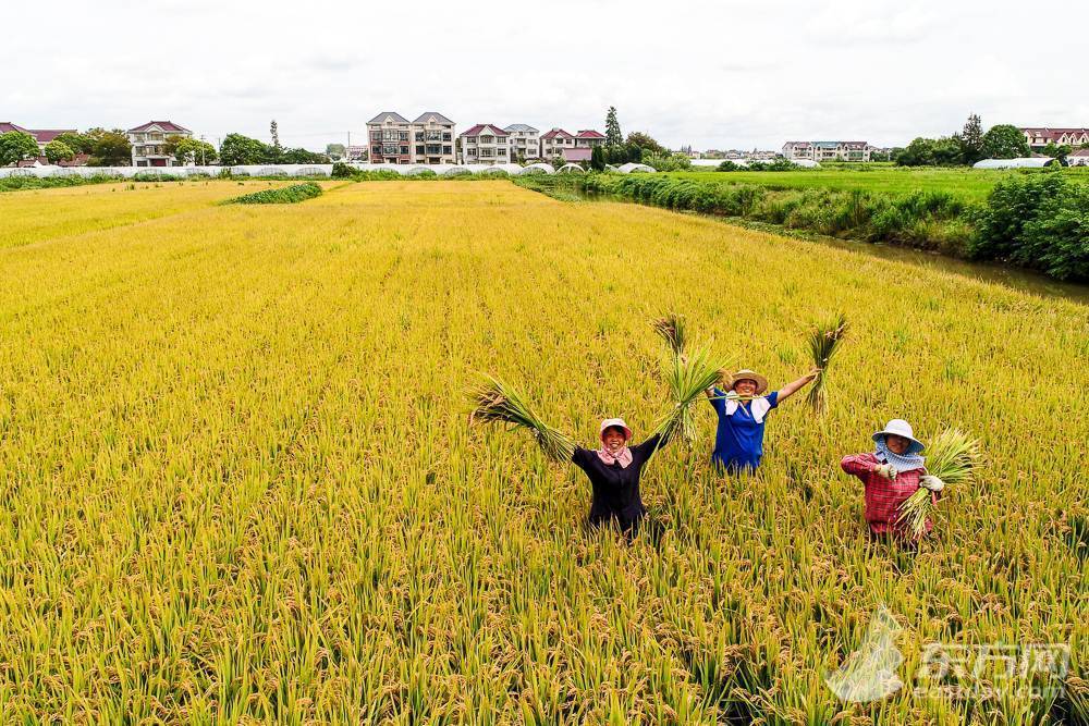 未来五年提升智能化生产，上海将打造10万亩粮食生产无人农场
