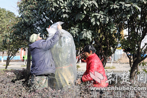 宜城市：各式“保暖衣”助力园林植物安全越冬