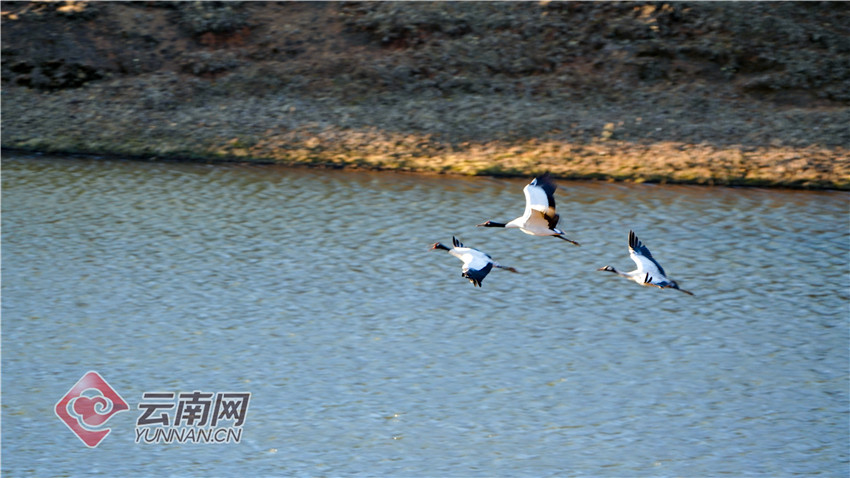 到寻甸越冬的黑颈鹤.云南昆明寻甸黑颈鹤省级自然保护区供图