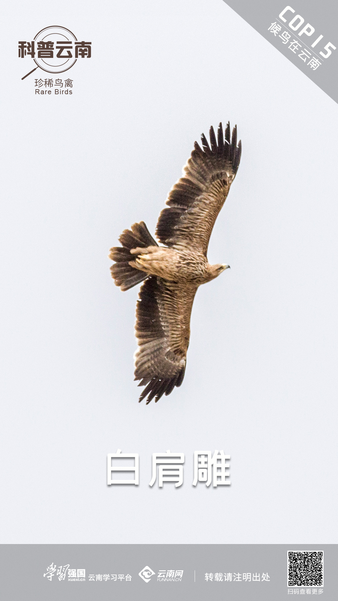 科普云南 | 珍稀鸟禽——白肩雕