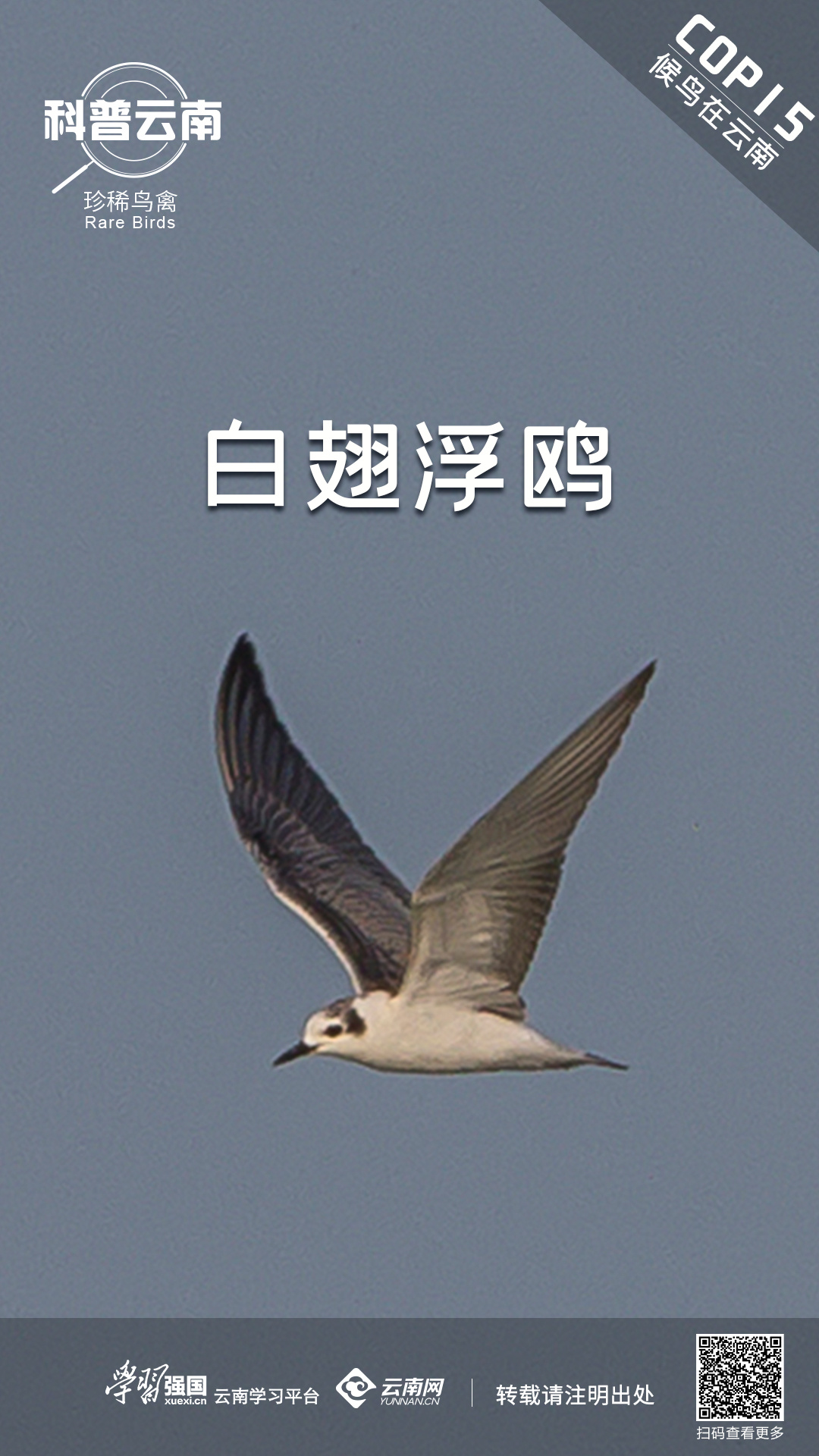 科普云南 | 珍稀鸟禽——白翅浮鸥
