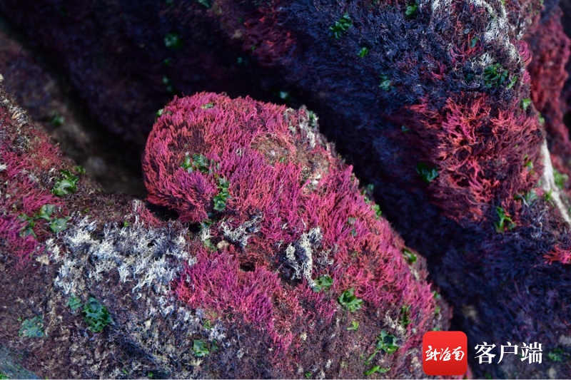 原创组图 | 退潮后，礁石上的红色植物究竟是啥？
