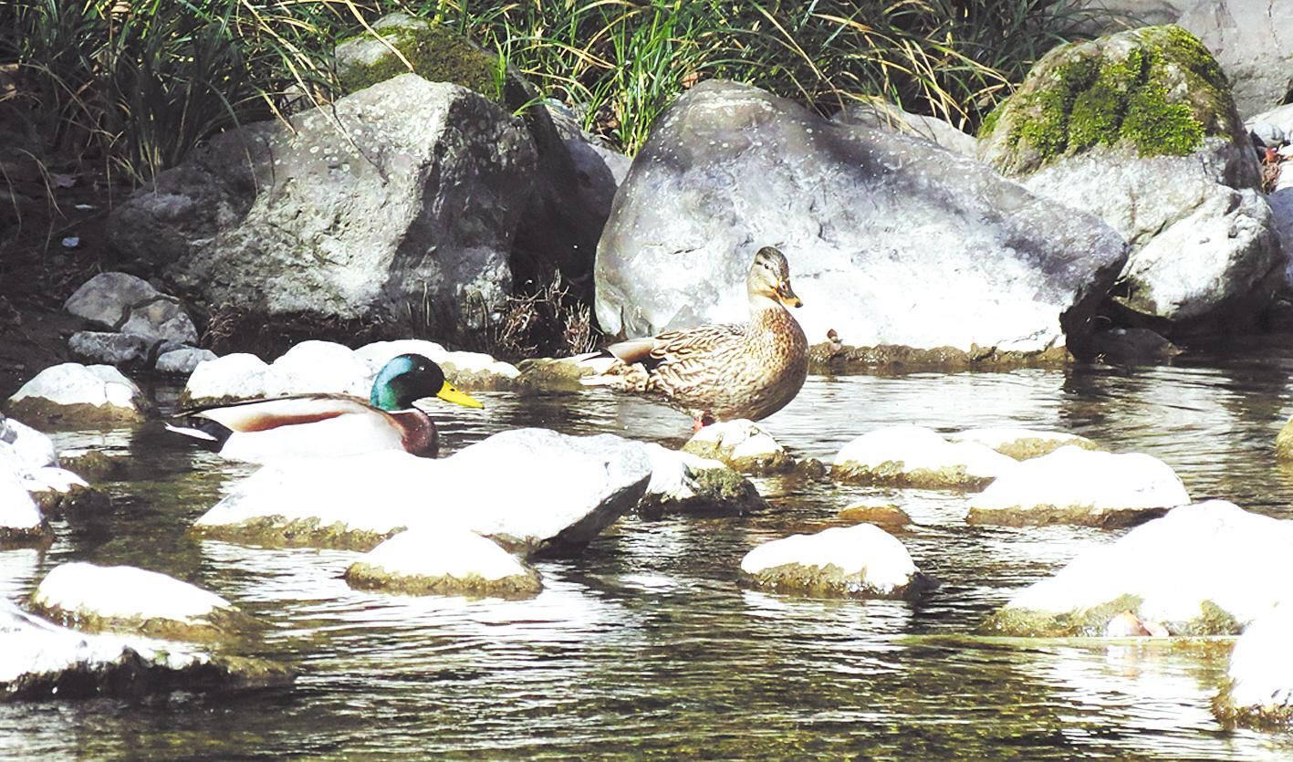 湖北堵河源自然保护区发现绿头鸭