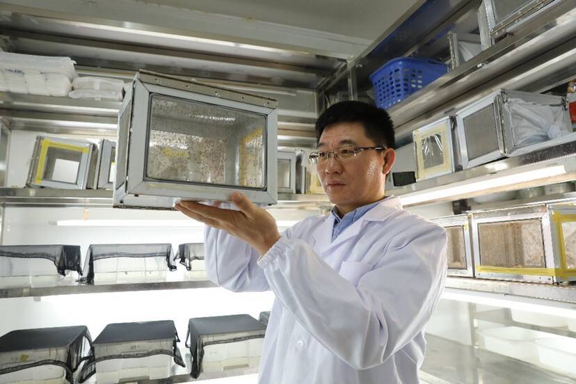 破解雄蚊向雌蚊求爱的化学语言 上海科研团队为“减药控蚊”提供新途径
