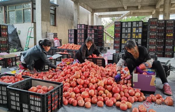 云南双柏县6300亩西红柿种植让群众搭上致富快车