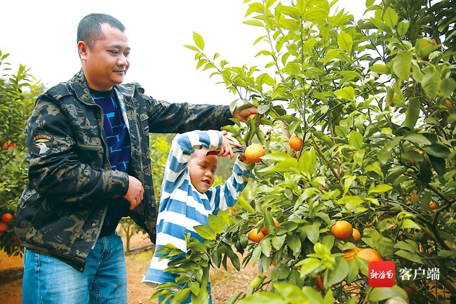 儋州南丰镇引进名优水果产业助农增收