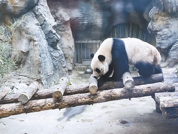 北京动物园大熊猫馆添新成员