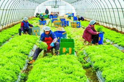 上海农业80%的外来务工人员主动留沪 保障“菜篮子”