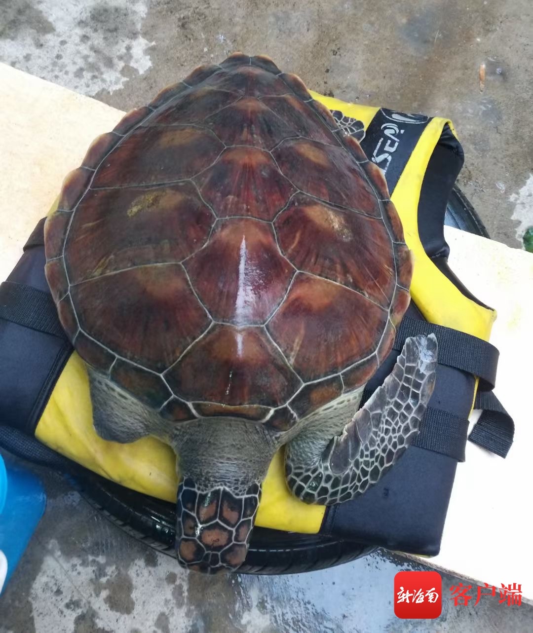 海口警民联手救助受伤海龟“十三麟”